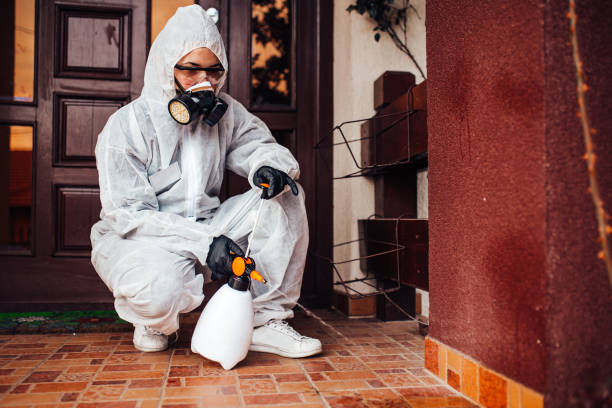 Reliable Wasp Removal contractor in Nanawale Estates, HI by Show Me Pest Control